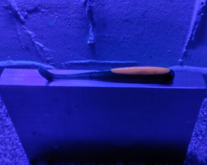 Top-Baits by MK | Nilu-Shad 12cm | Halloween Edition